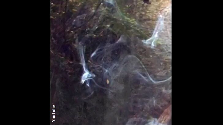 UK Man Says He Photographed Robin Hood's Ghost