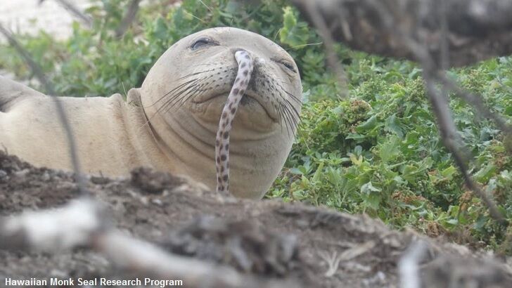 Seal Gets Eel Stuck in Nose