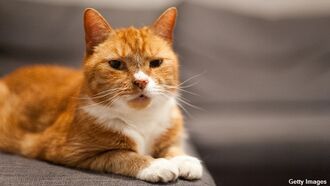 'Psychic' World Cup Cat Dies