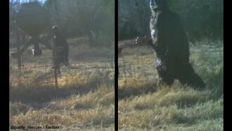 Bigfoot Photographed by Baseball Player's Game Camera?