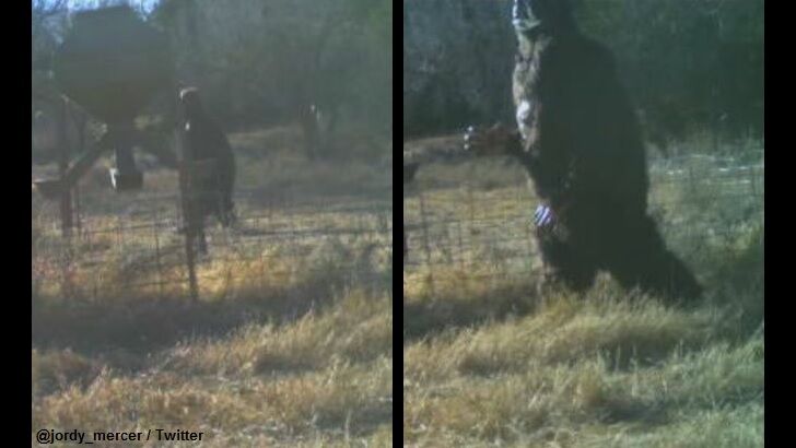 Bigfoot Photographed by Baseball Player's Game Camera?