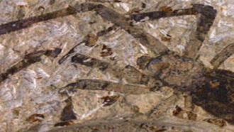 Largest Spider Fossil