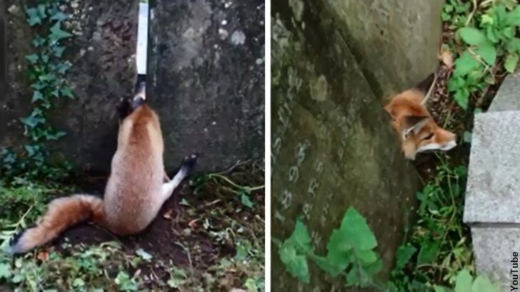 Fox Gets Stuck in a 'Grave' Spot