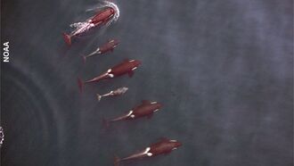Drone Tracks Killer Whales