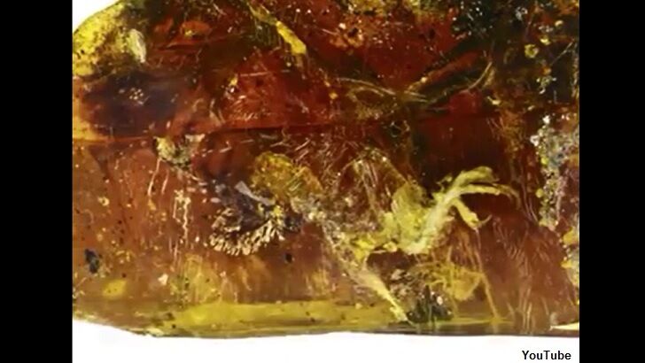 Ancient Bird Found Stuck in Amber