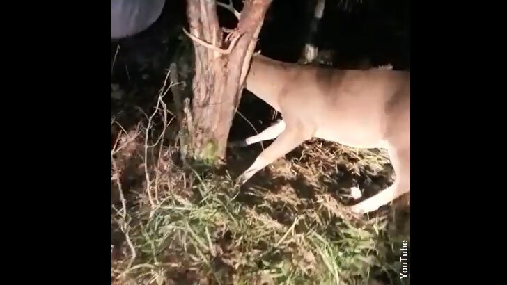 Watch: Hunter Uses Chainsaw to Rescue Deer Trapped in Tree
