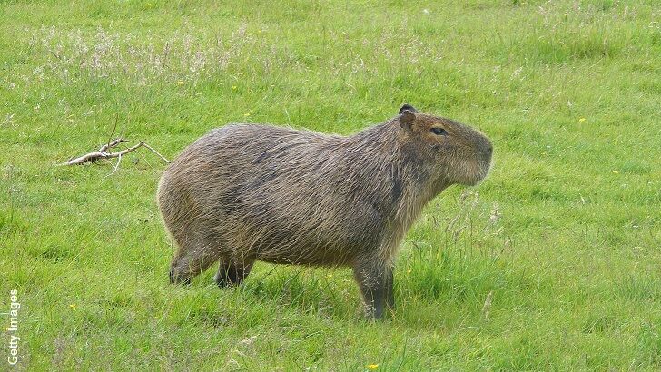 Capybaras Poised to Conquer Florida?