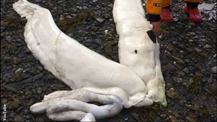 Strange Sea Creature Remains Wash Ashore in Alaska