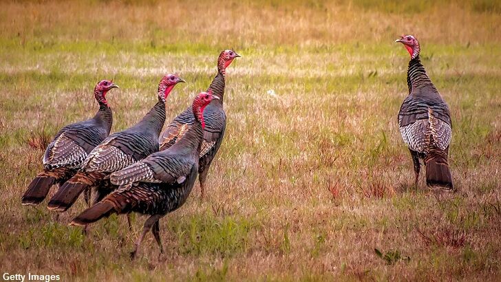 Wild Turkeys Perturb City in MA