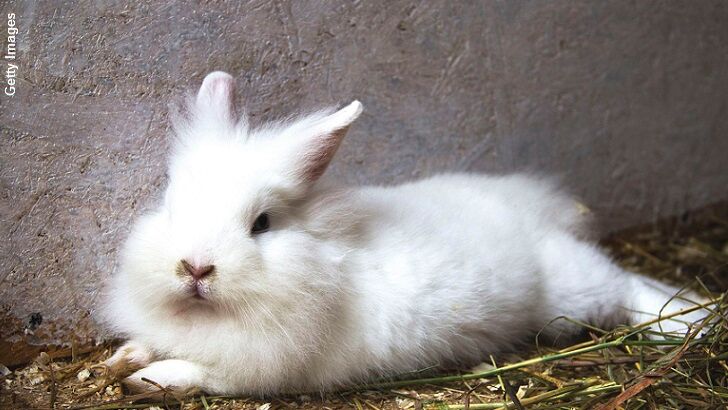 Violent Rabbit Prompts Call to Pet Psychologist