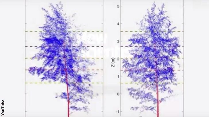 Study Reveals Trees 'Sleep' at Night