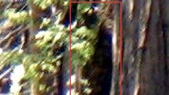 Bigfoot Photograph?