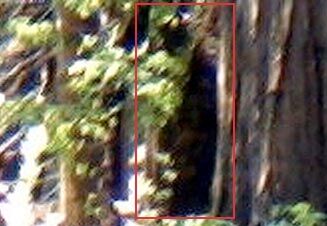 Bigfoot Photograph?