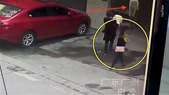 Video: Falling Dog Knocks Woman Unconscious