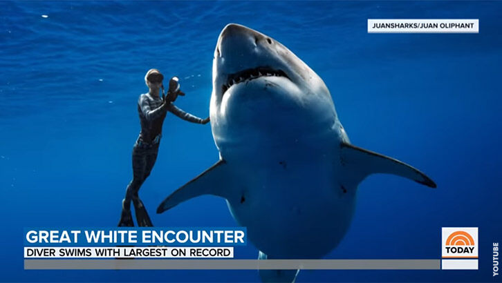 Watch: Divers Swim with Largest Great White Shark