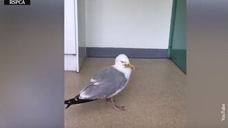 Drunk Seagulls Plague English Towns