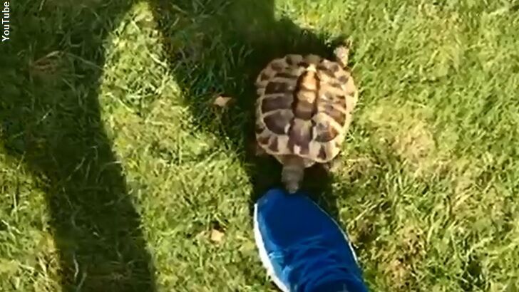 Territorial Turtle Torments Owners