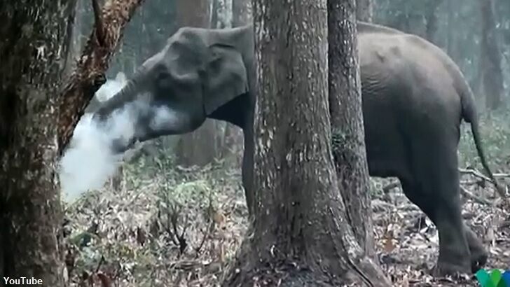 'Smoking' Elephant Spotted in India