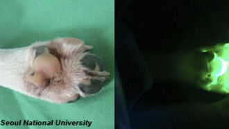Scientists Create Glowing Dog