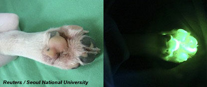 Scientists Create Glowing Dog