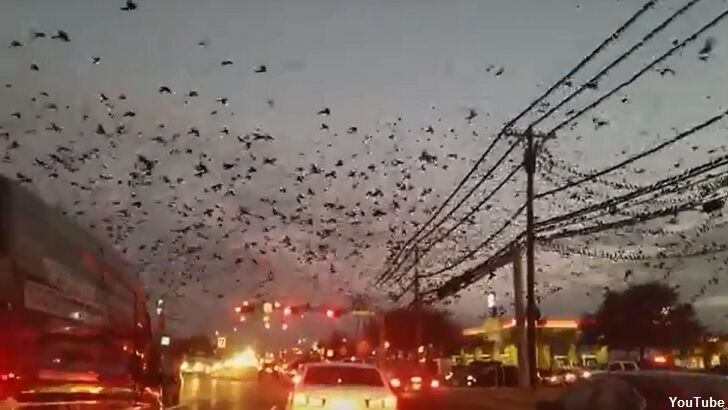 Watch: Spooky Swarm of Birds Filmed in Texas