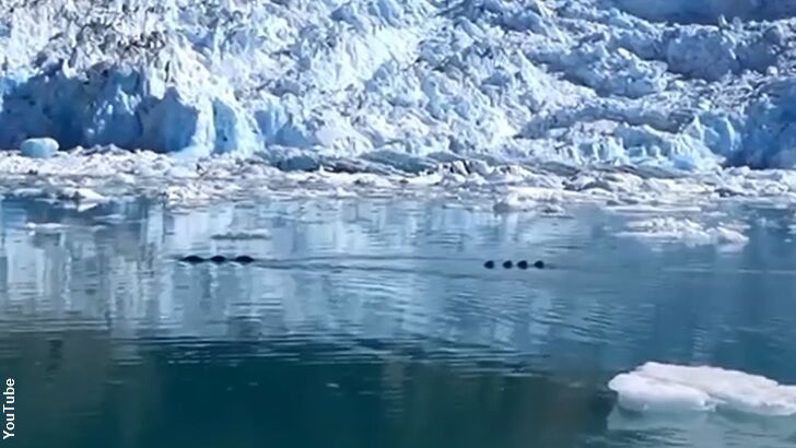 Watch: Strange 'Sea Creature' Filmed in Alaska