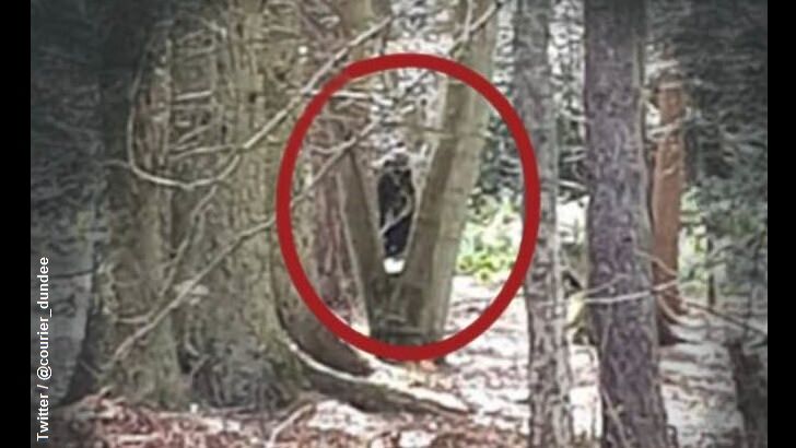 Ghost Photographed in Forest?