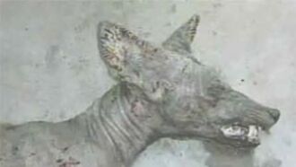 Texas "Chupacabras" Sightings