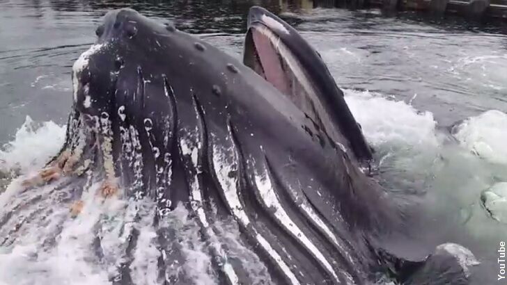 Video: Surfacing Whale Stuns Alaskan Fisherman