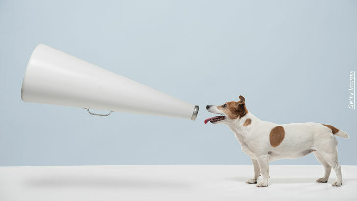 Animal Communication