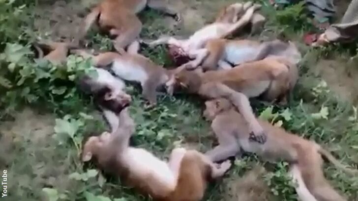 Bizarre Mass Monkey Death Blamed on Tiger's Roar