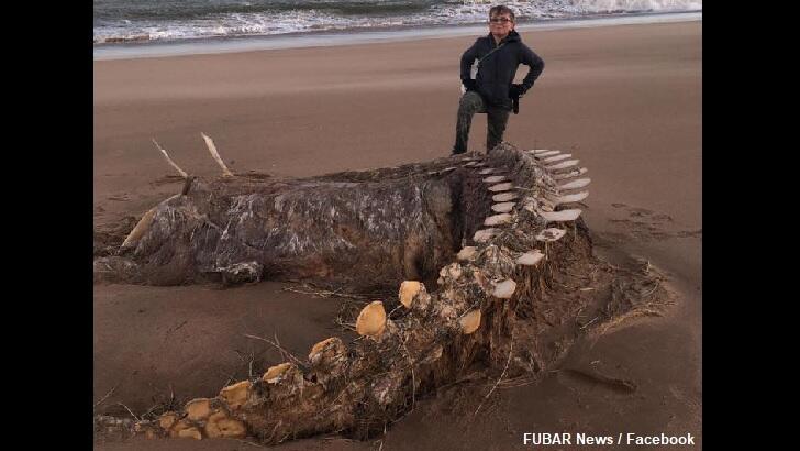 'Sea Monster' Remains Found in Scotland | Coast to Coast AM