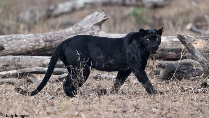 Driver Almost Hits Big Cat in New Zealand