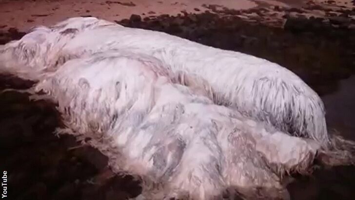 'Sea Monster' Washes Ashore in Philippines