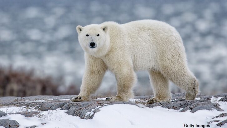 Polar Bears Torment Russian Town