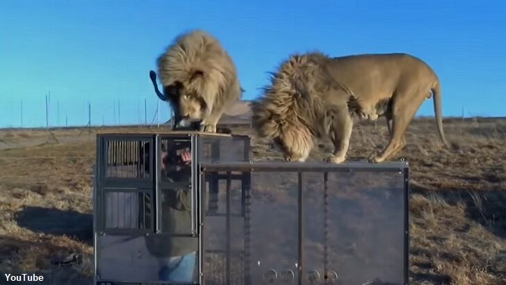 Watch: Conservation Group Creates 'Lion Cage' for Up Close Big Cat Observation