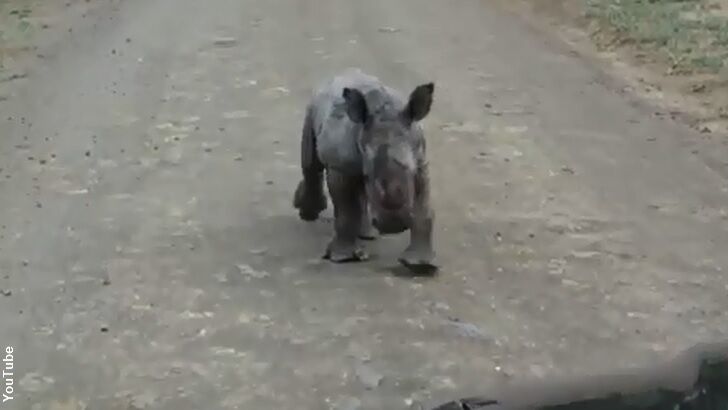 Watch: Baby Rhino 'Battles' Car