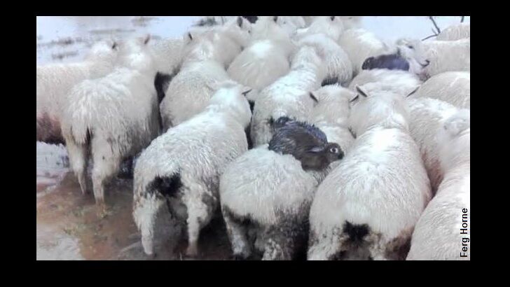Rabbits Ride Sheep to Escape Flood