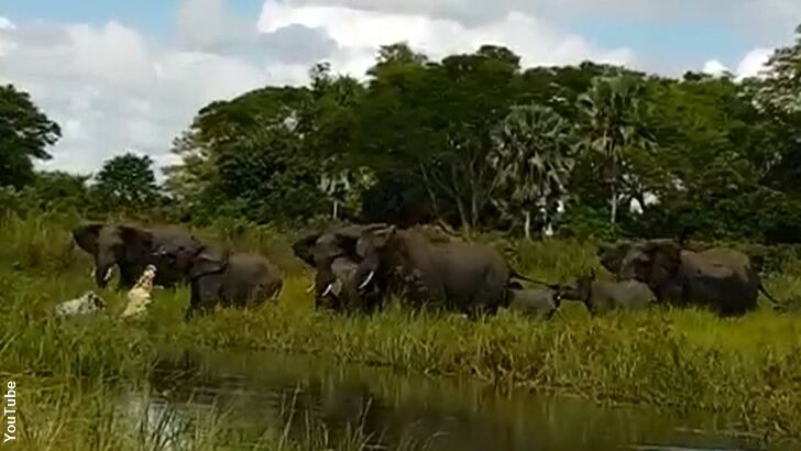 Watch: Crocodile Attacks Elephant