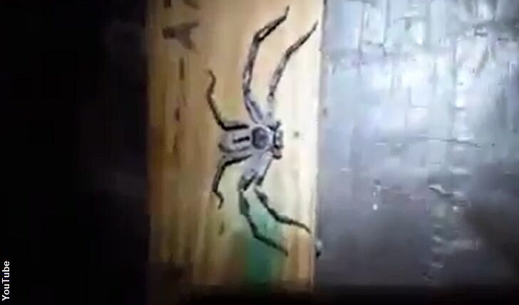 Exterminator Films Terrifying Spider Encounter