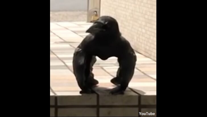'Gorilla Crow' Astounds the Internet