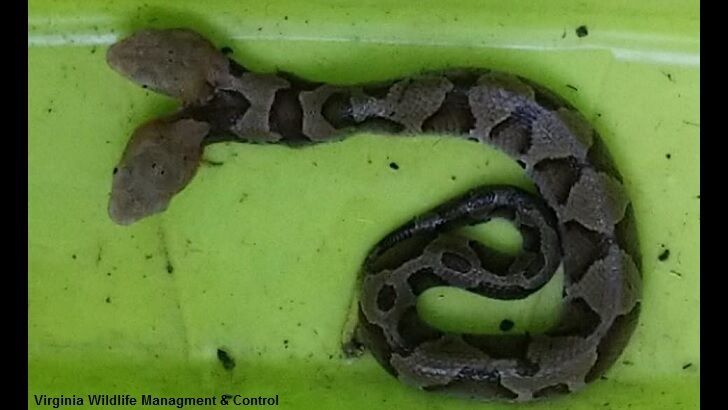 Rare Two-Headed Snake Found