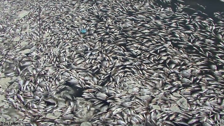 Video: Thousands of Dead Fish Fill Harbor in Germany