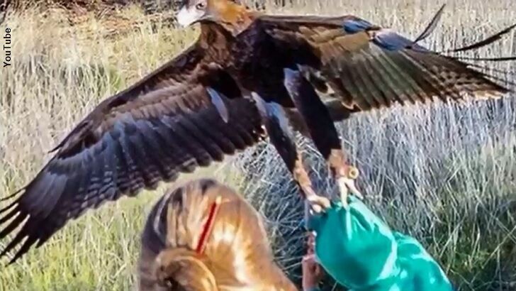 Eagle Attempts to Snatch Australian Boy