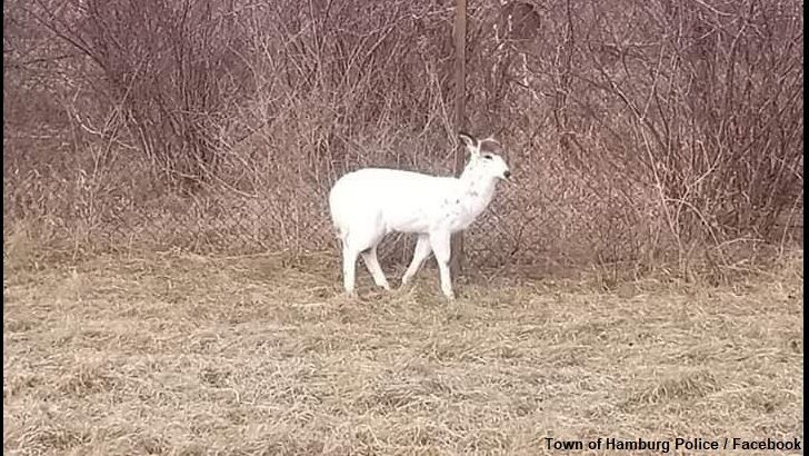 'Mystery Creature' Baffles New York Town