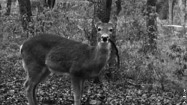 Deer Seen Eating Human Flesh for the First Time