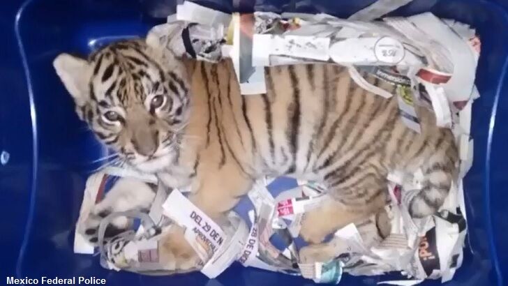 Mexican Police Find Tiger Cub in Express Mail Package