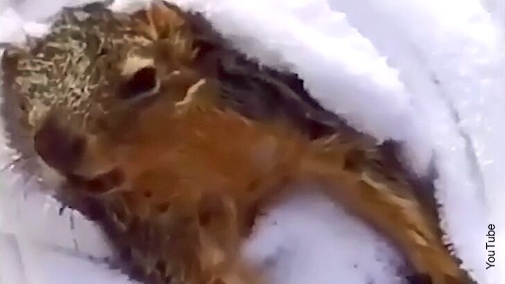 Watch: Woman Rescues Drowning Squirrel with CPR