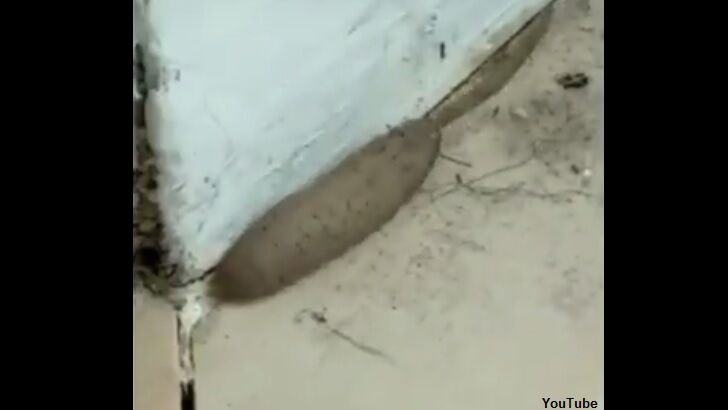 Watch: Bizarre 'Rat Worm' Filmed