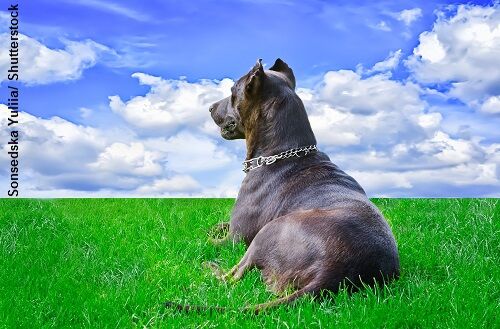 No Papal Pass for Perished Pets